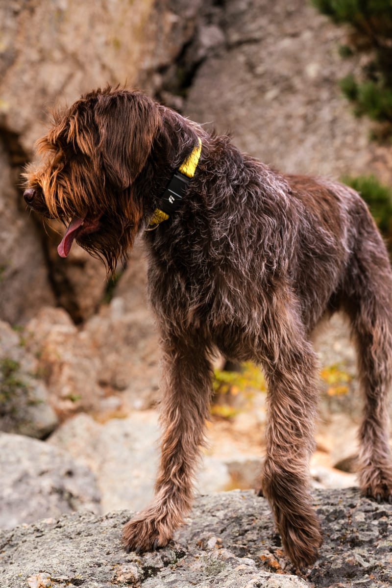 Wirehaired Pointing Griffon on a rock