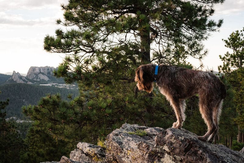 Wirehaired pointing griffon dog on a rock