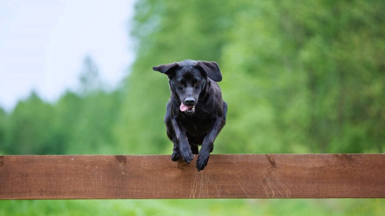 Dog jumping yard Fence