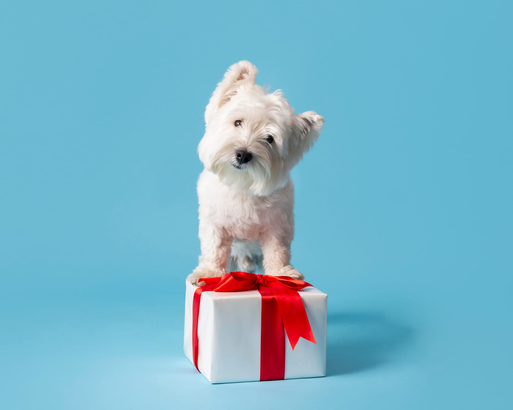 Holiday Gift Guide for Dog Owners