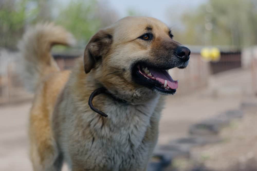 Are Anatolian Shepherds Easy to Train? Teach, Bond, Repeat!