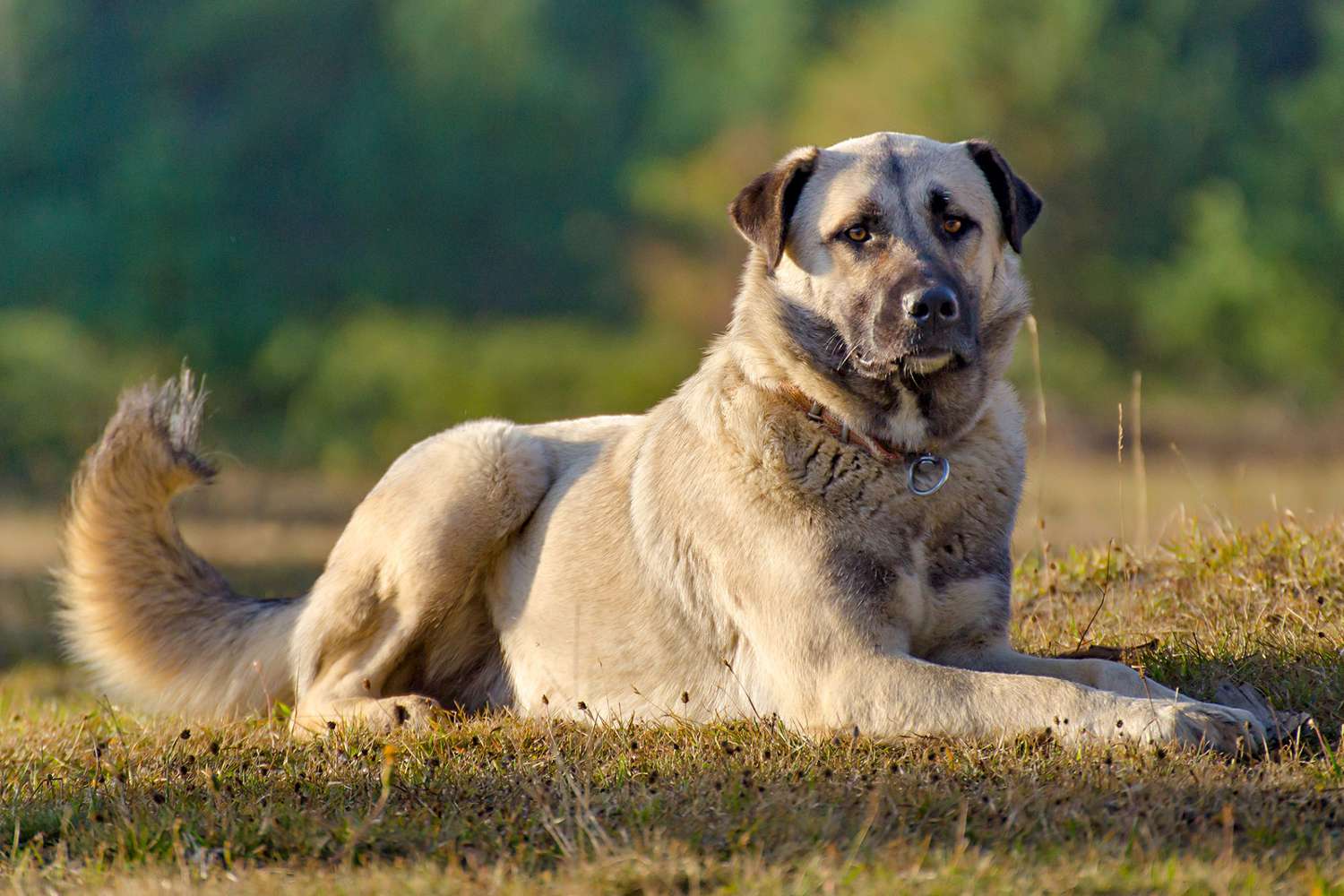 Can Anatolian Shepherds Live Outside?