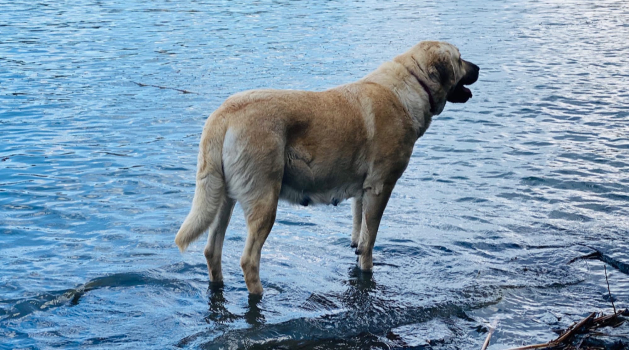 Can Anatolian Shepherds Swim?