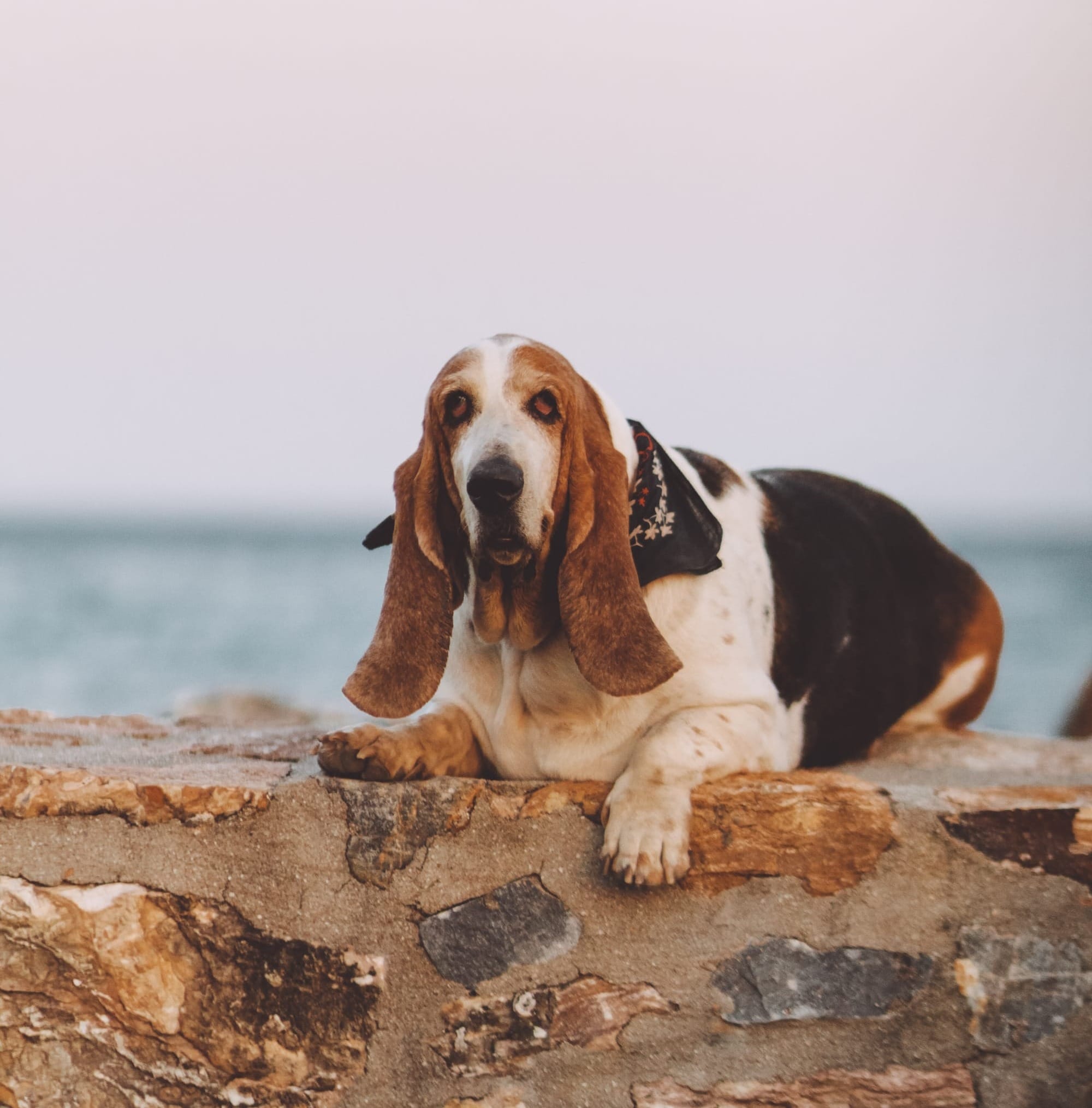 Are Basset Hounds Hunting Dogs
