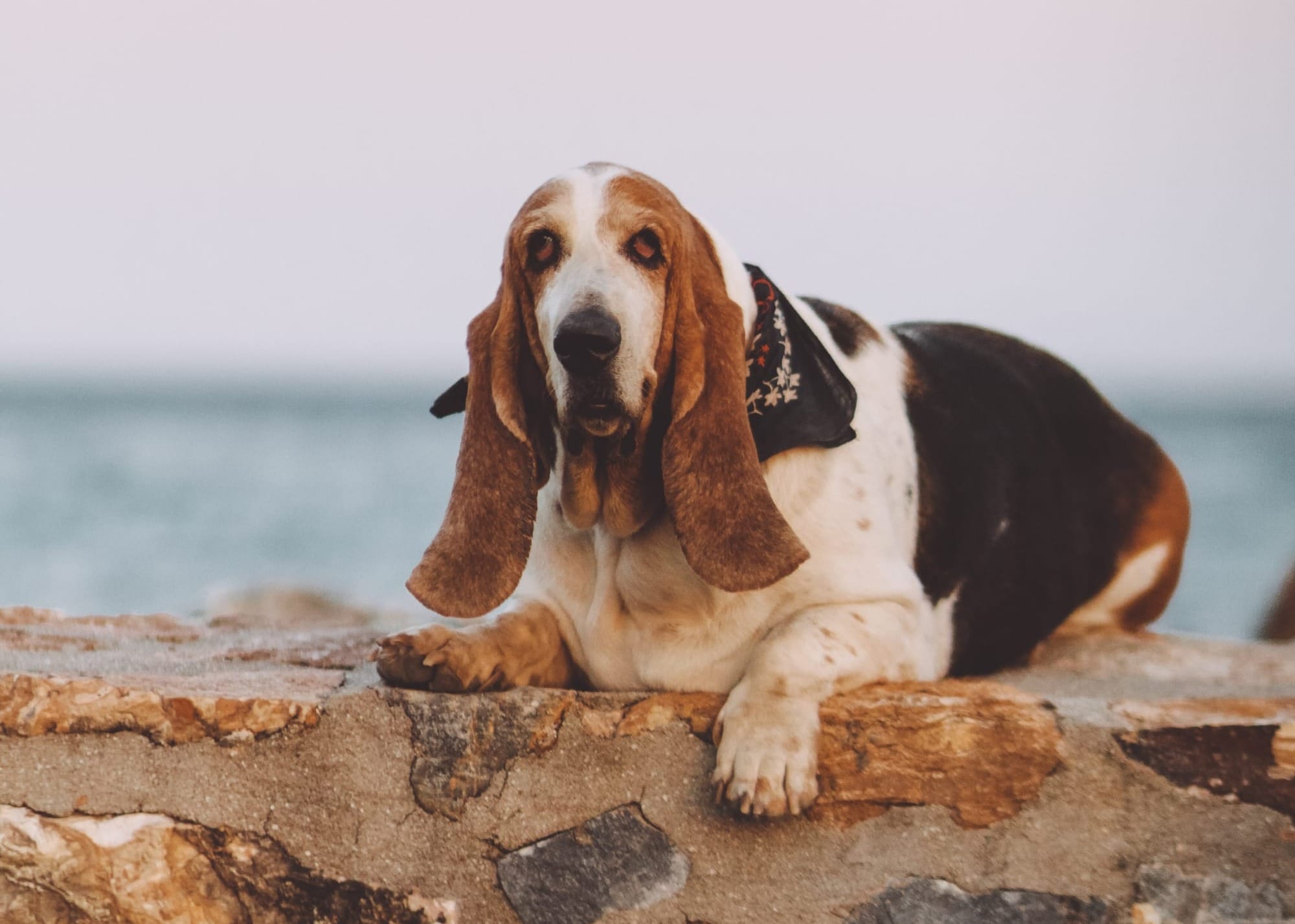 Are Basset Hounds Good Family Dogs