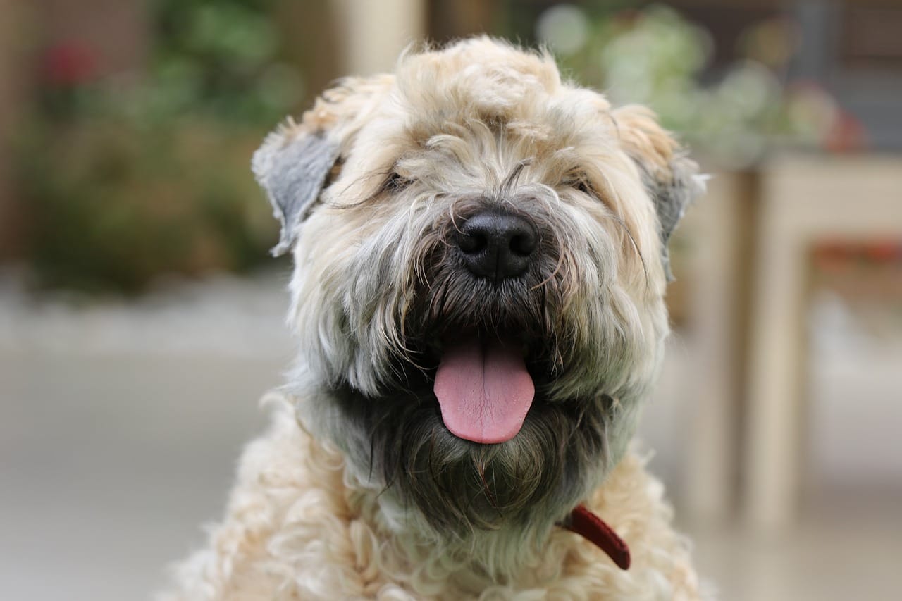 are soft coated wheaten terriers cuddly