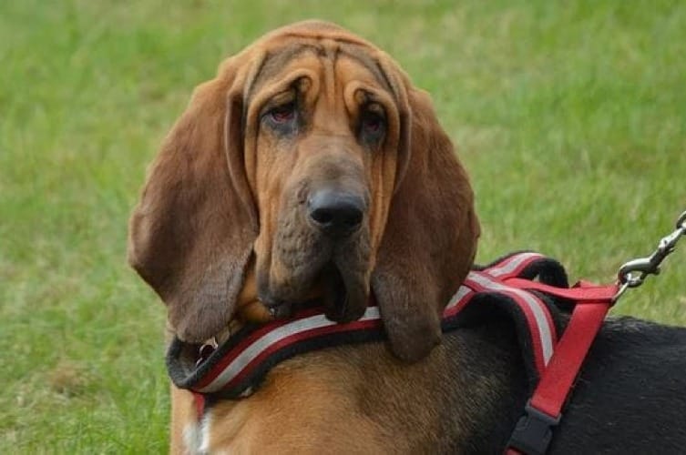 Bloodhound Names