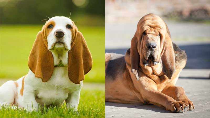 bloodhound and basset hound