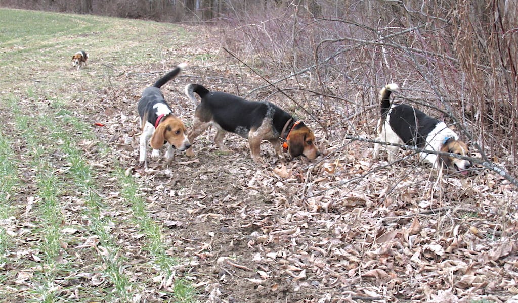 Beagles Doing What They Do Best