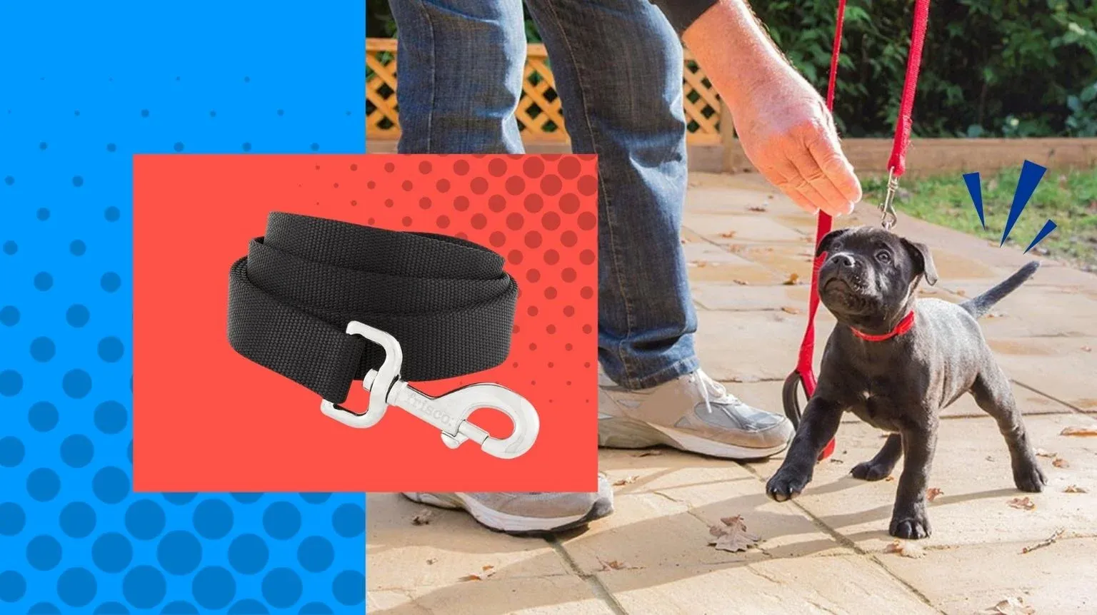 Best Leash for Puppy Training