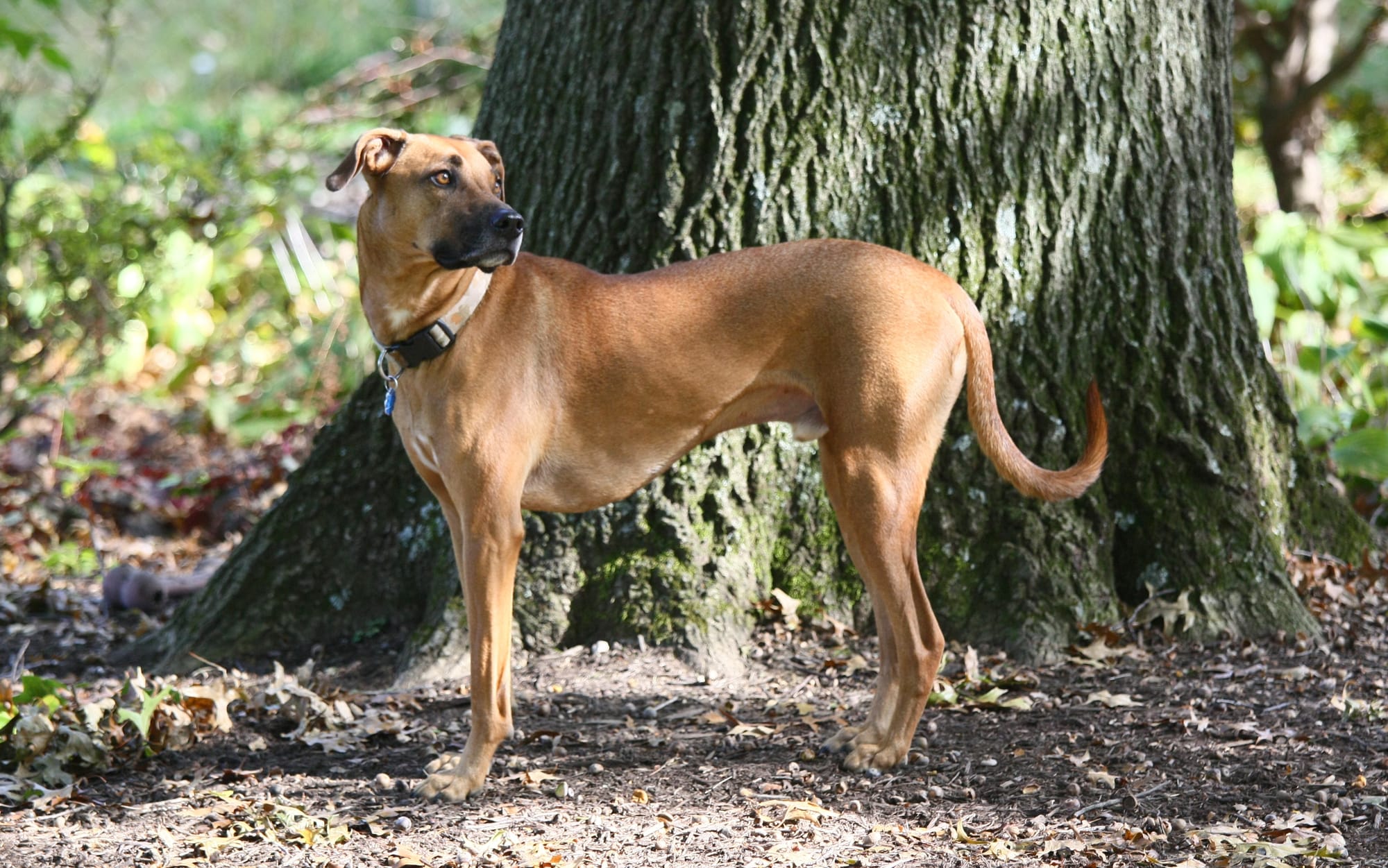 Are Black Mouth Cur Protective?