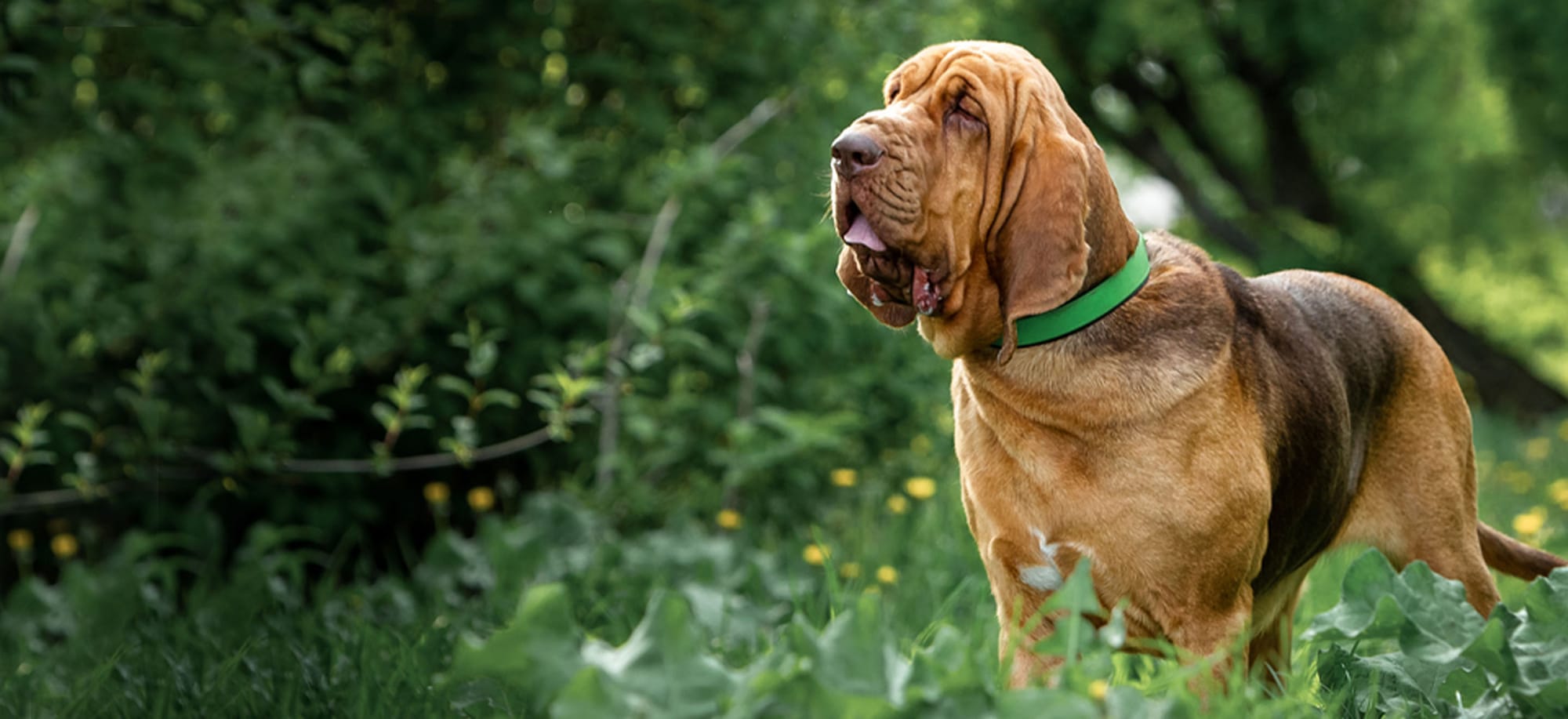 Can Bloodhounds See Through Smoke?