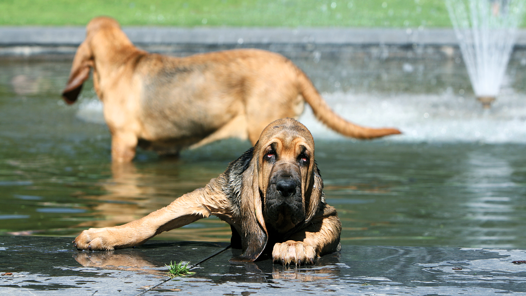 Can Bloodhounds Track Through Water?