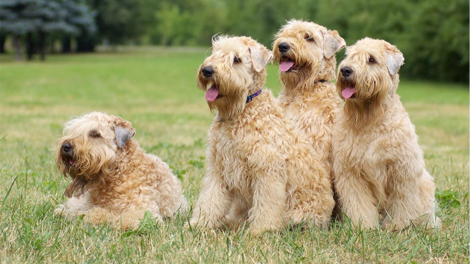 are soft coated wheaten terriers rare