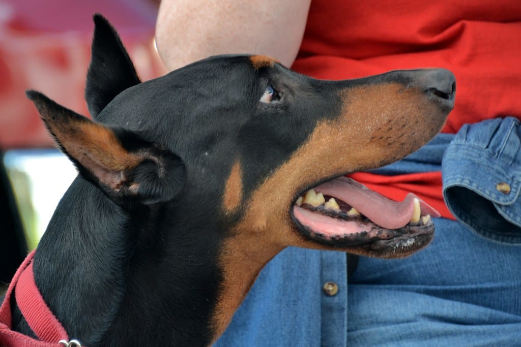 are doberman pinscher ears cropped
