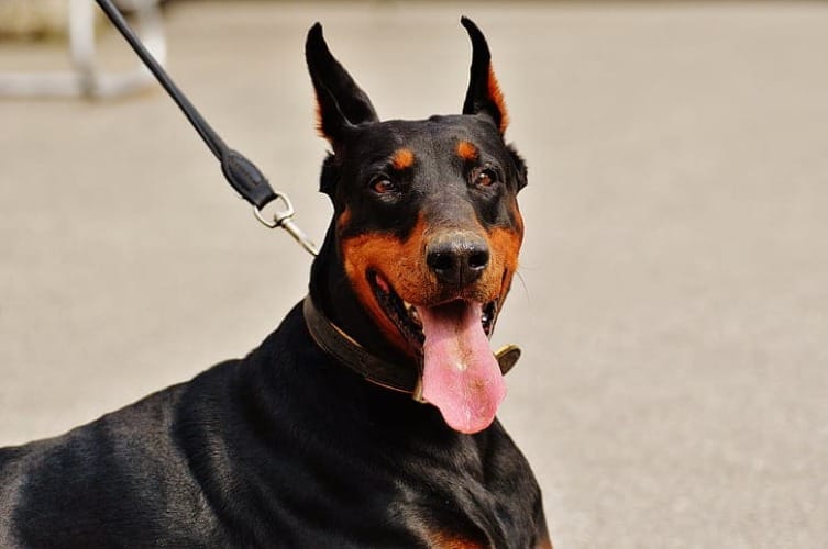 Doberman hot sale aggressive behavior