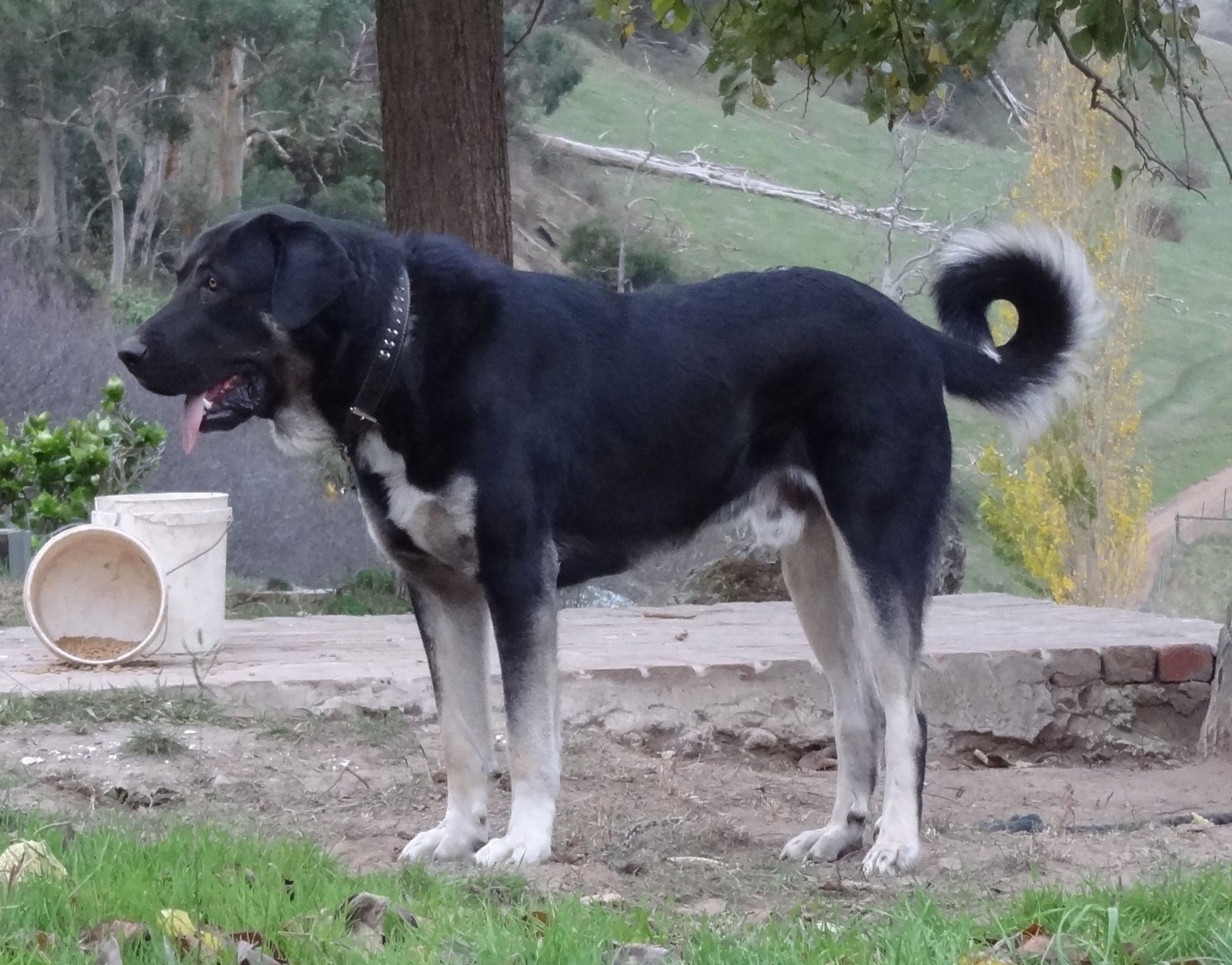 Black Anatolian Shepherd Dog