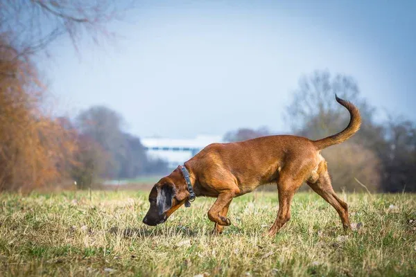 Can Bloodhounds Smell Blood?
