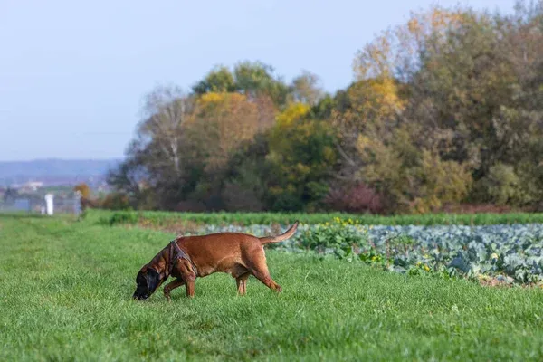 How Bloodhounds Track?