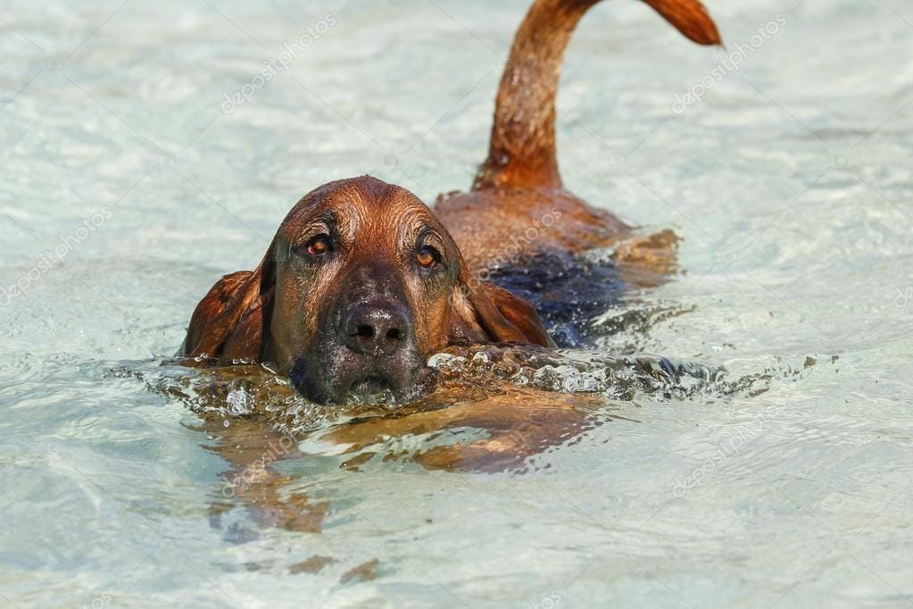 Can Bloodhounds Track Through Water?