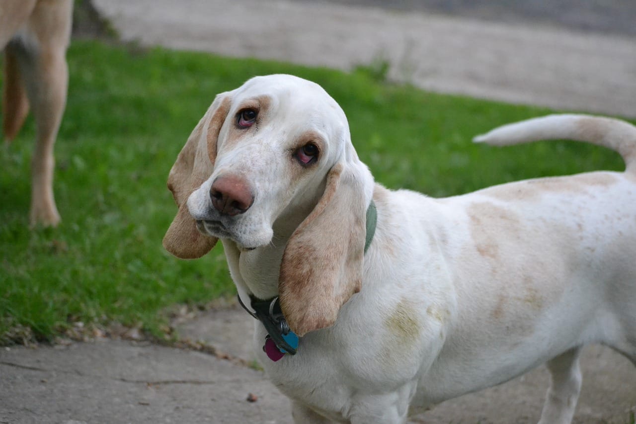 Basset hound cheap potty training