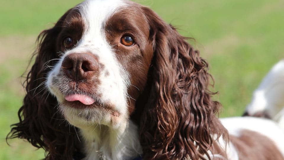 English Springer Spaniels