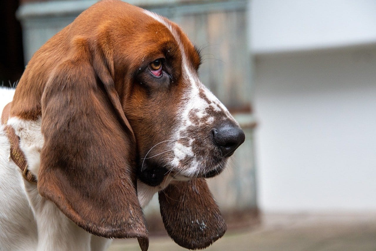 Are Basset Hounds Loud