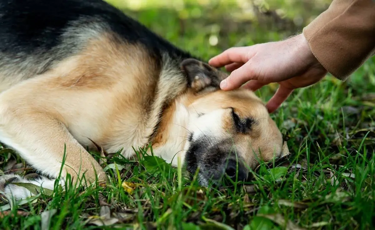 Treatment for strokes in clearance dogs