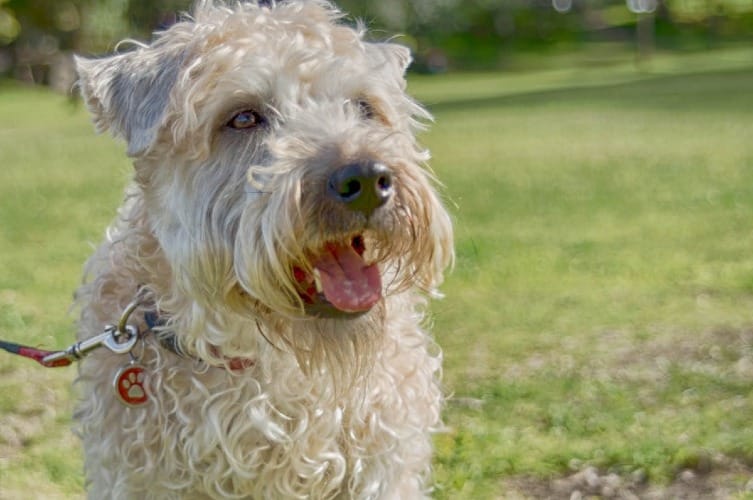 Are Soft Coated Wheaten Terriers Good Family Dogs