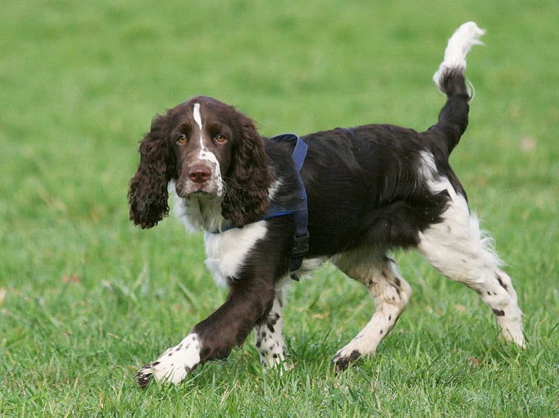 English Springer Spaniels 