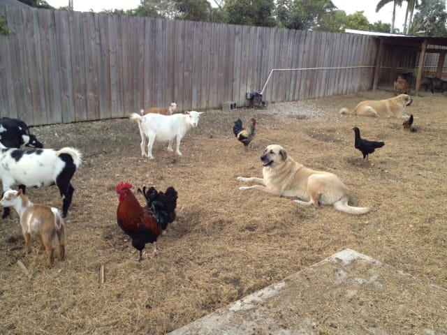 Are Anatolian Shepherds Good with Chickens?