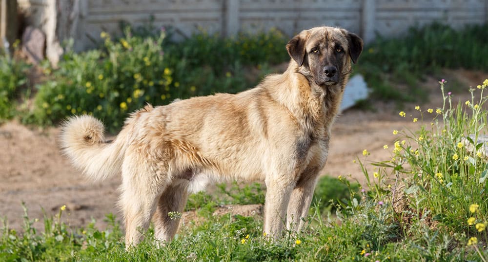 Are Anatolian Shepherds Good Guard Dogs