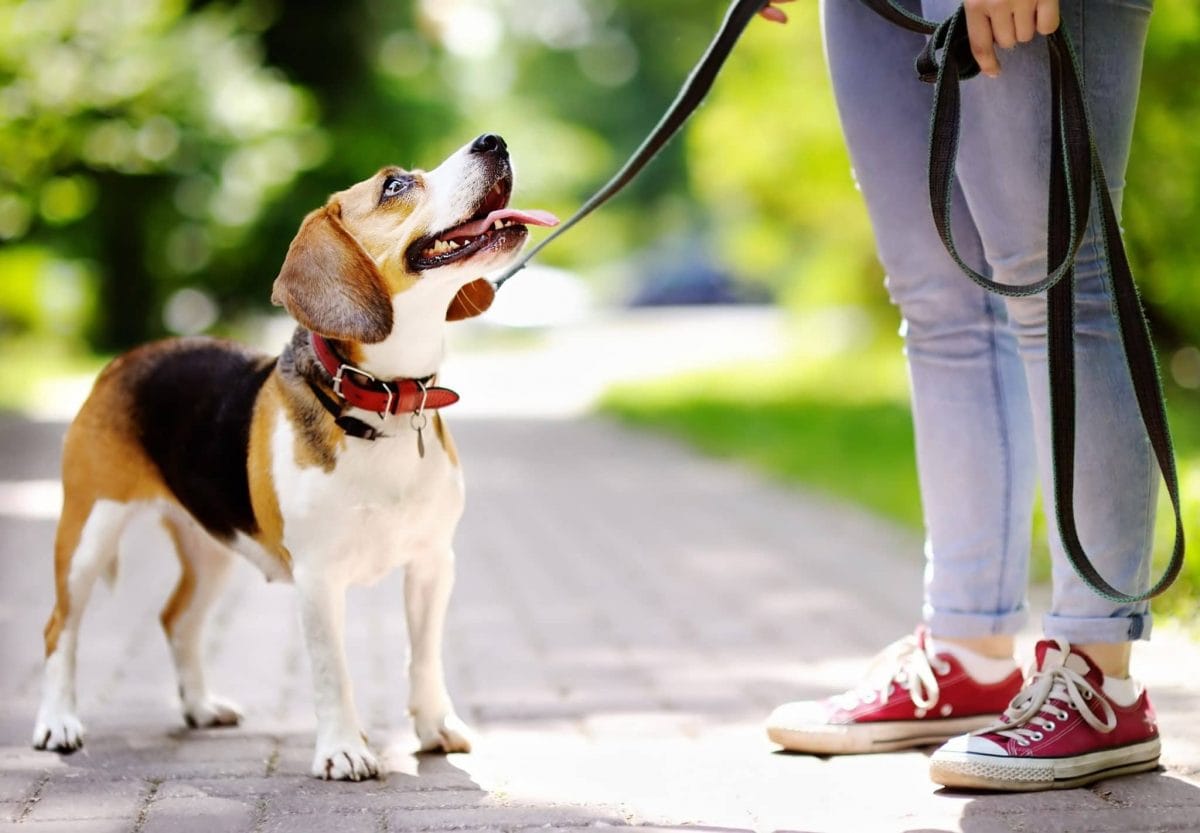 Best leads for sales puppies