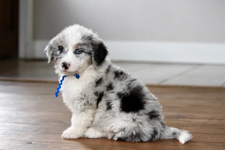 Aussiedoodle Have Tail