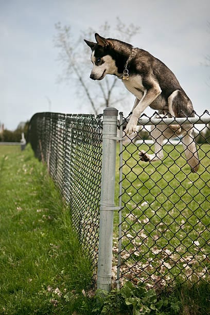 Husky Climbing Fence