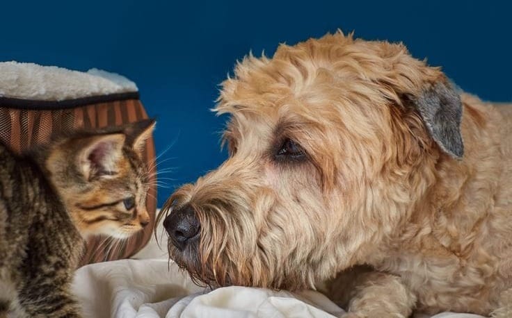 are soft coated wheaten terriers good with cats