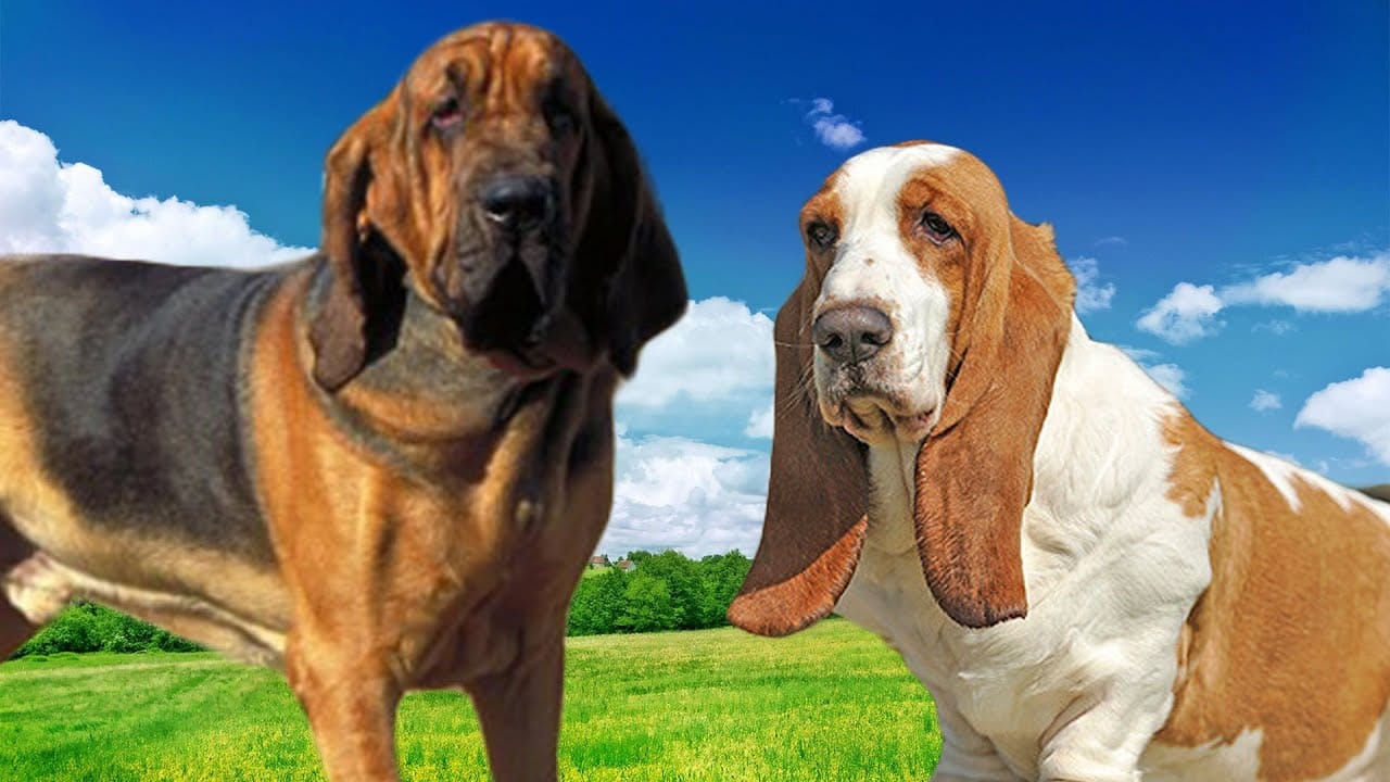 bloodhound vs basset hound similarities