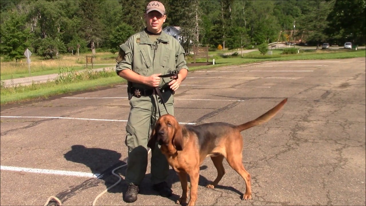 Bloodhounds Tracking dogs