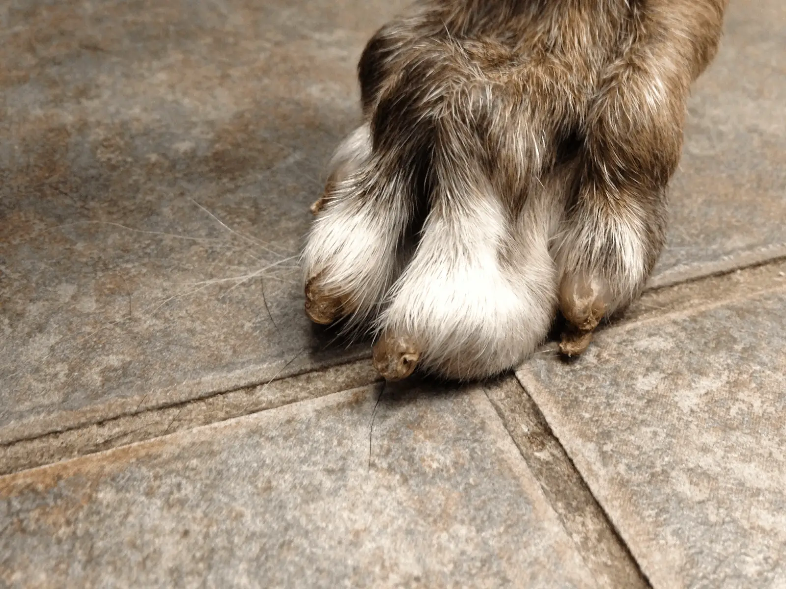 How to Keep Dog Nails Short Without Clipping?