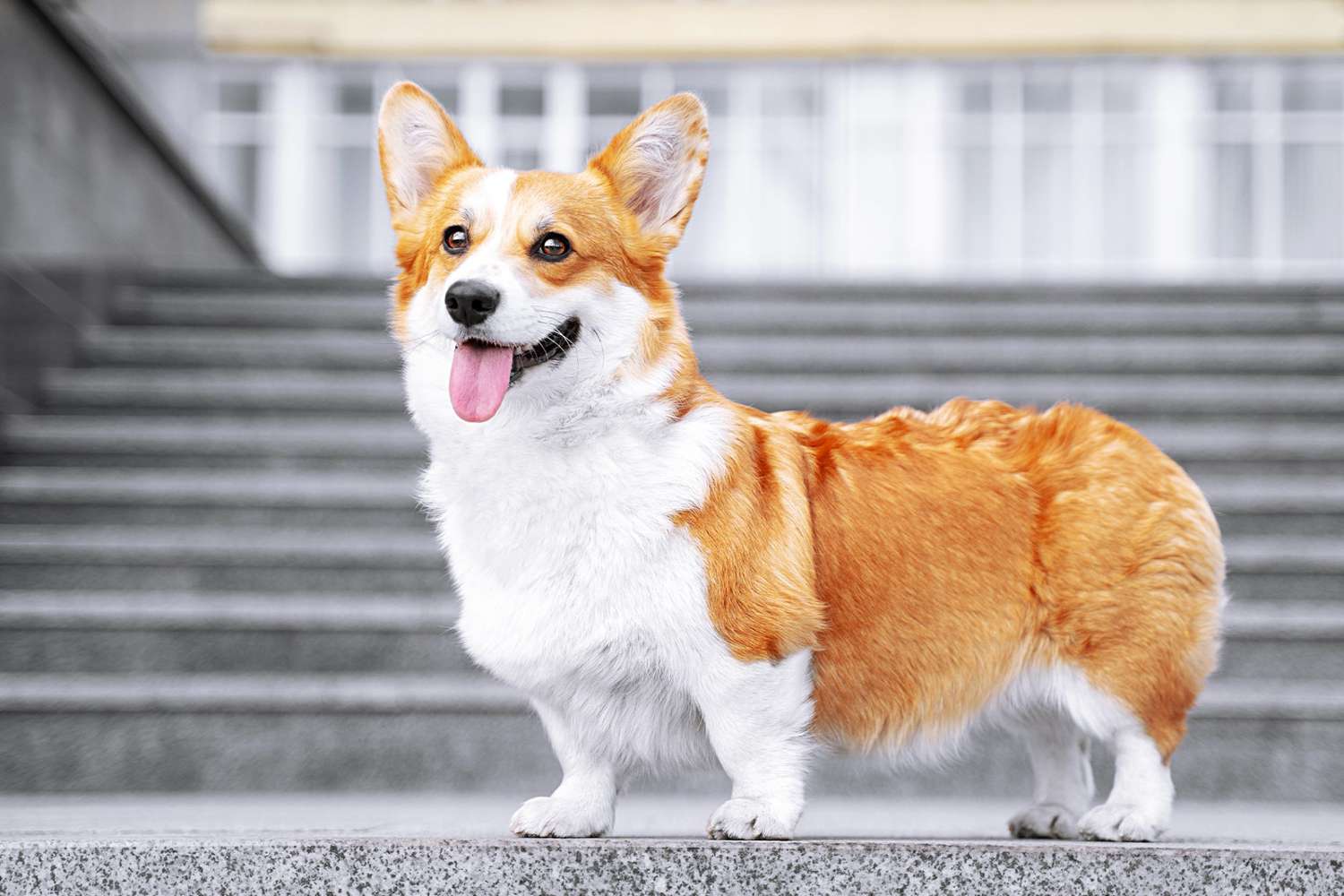 Pembroke Welsh Corgis