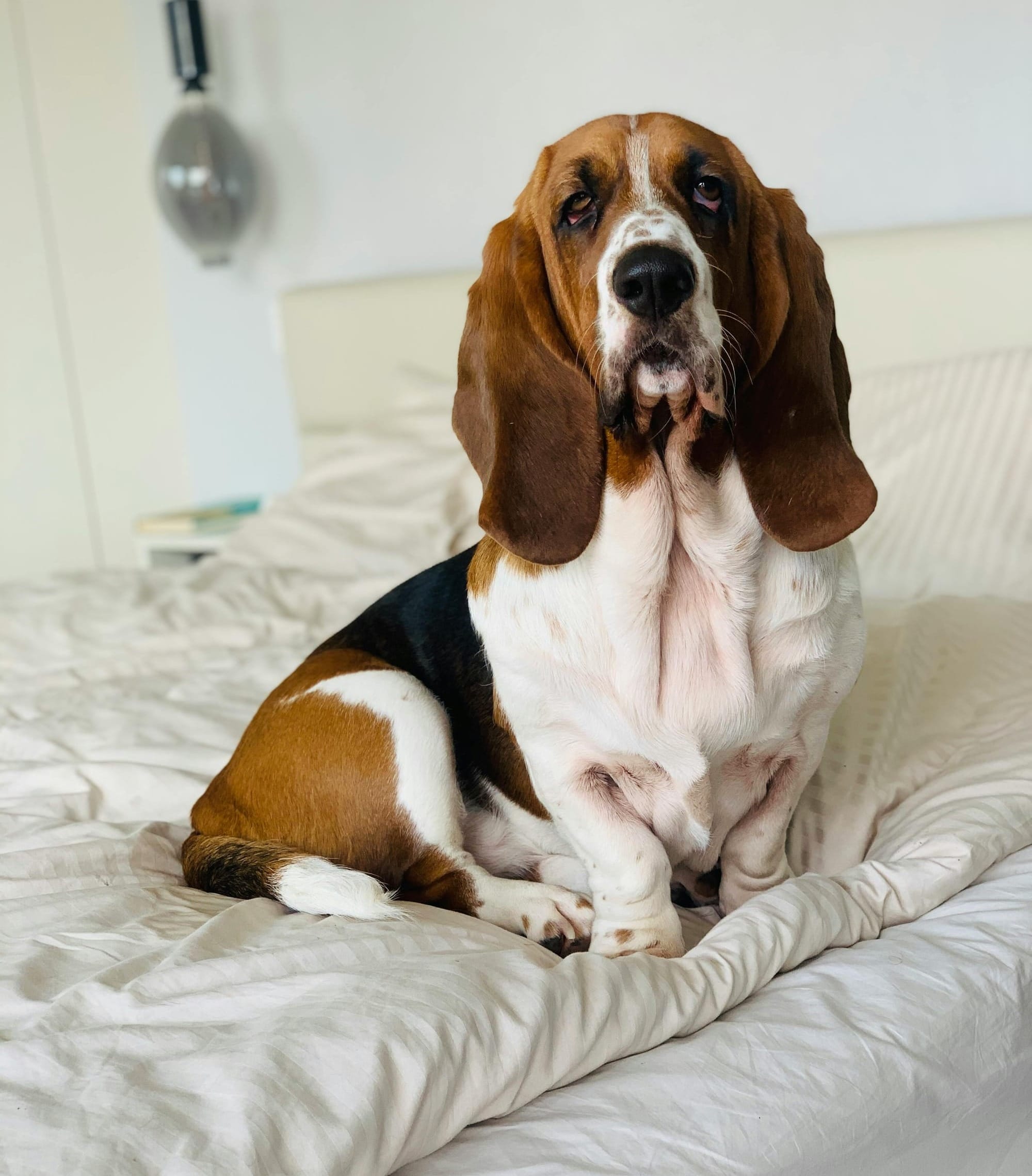 Are Basset Hounds Good Family Dogs