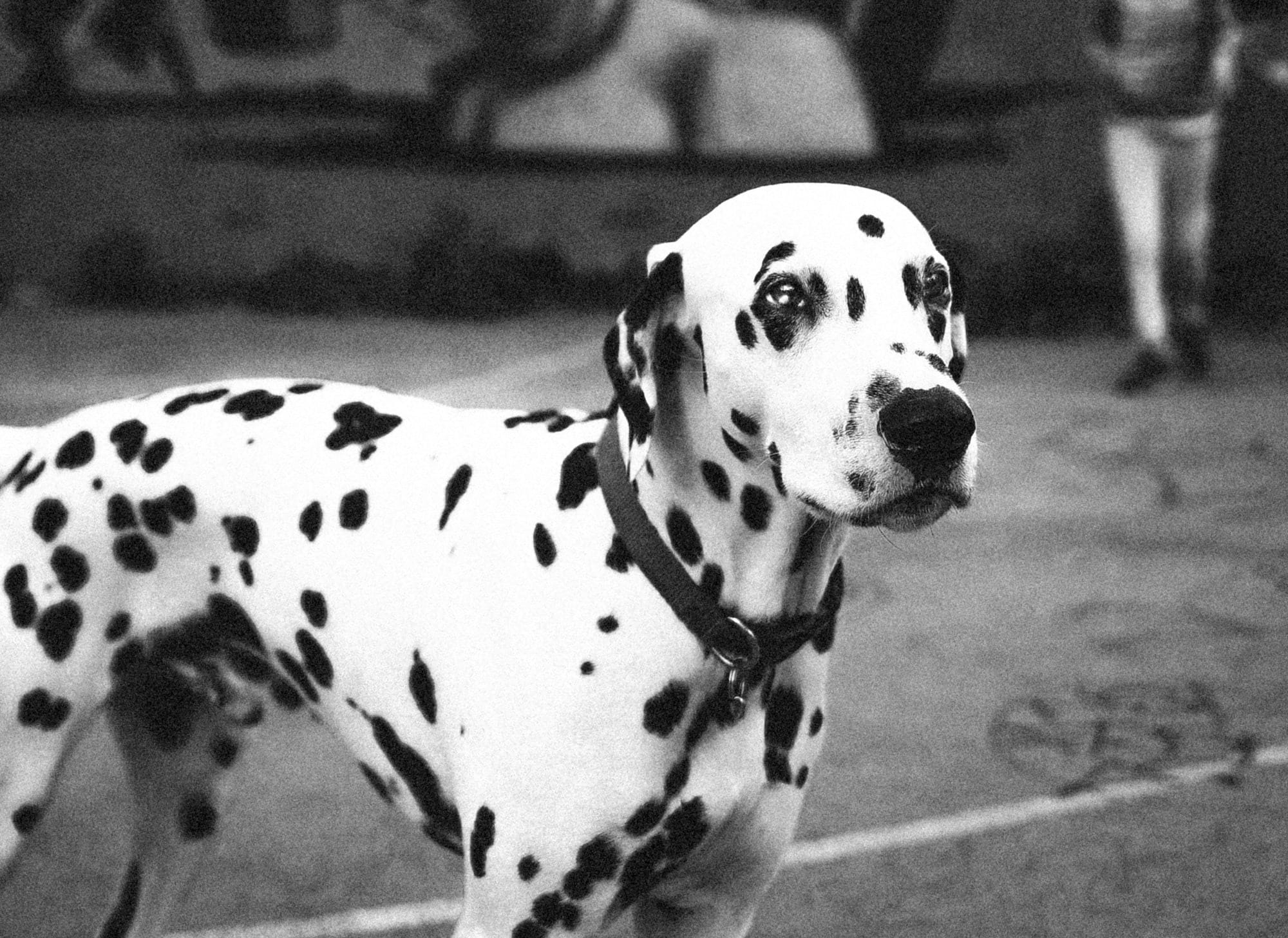 are dalmatian good family dogs