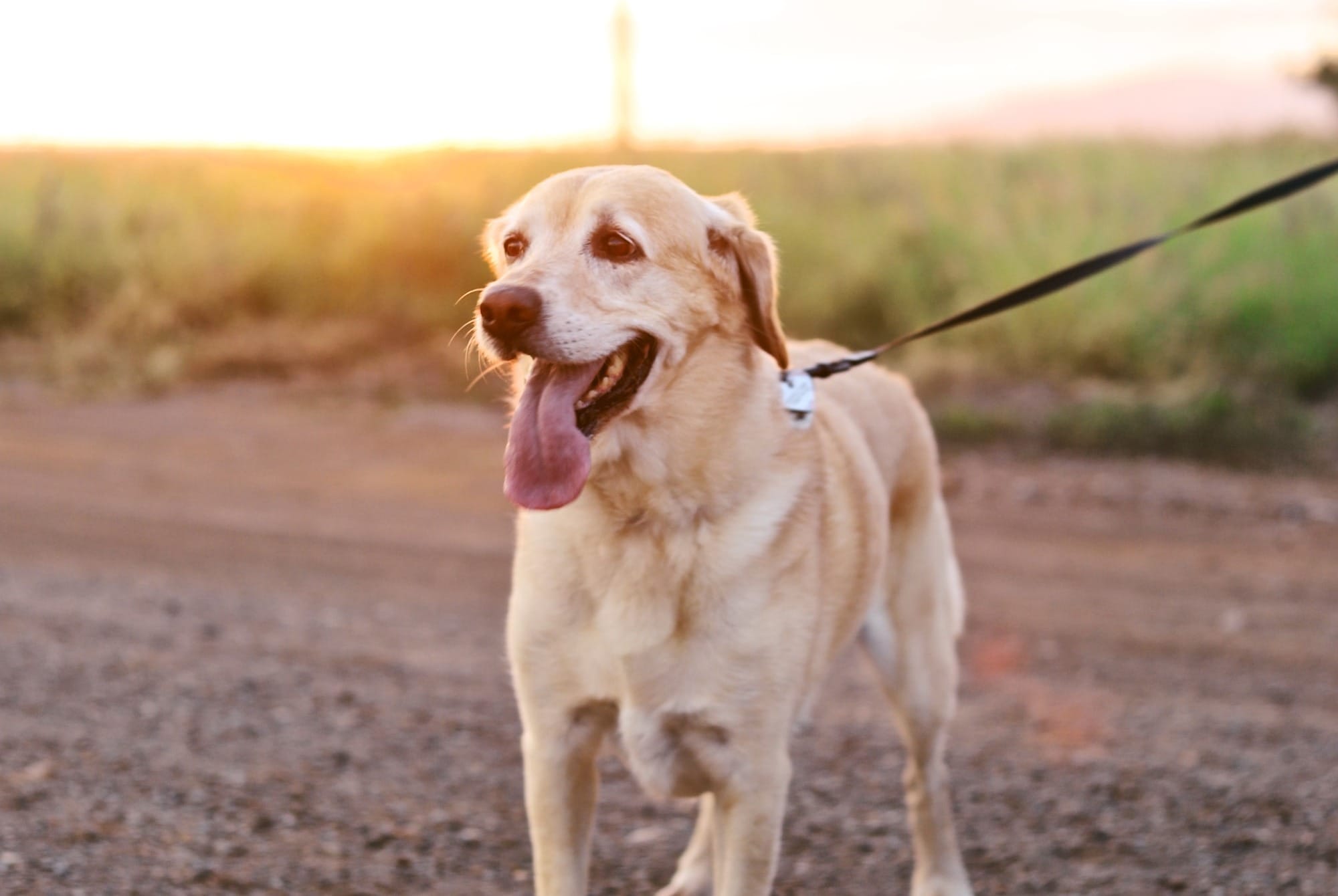 why is a gps tracker better than an electric dog fence