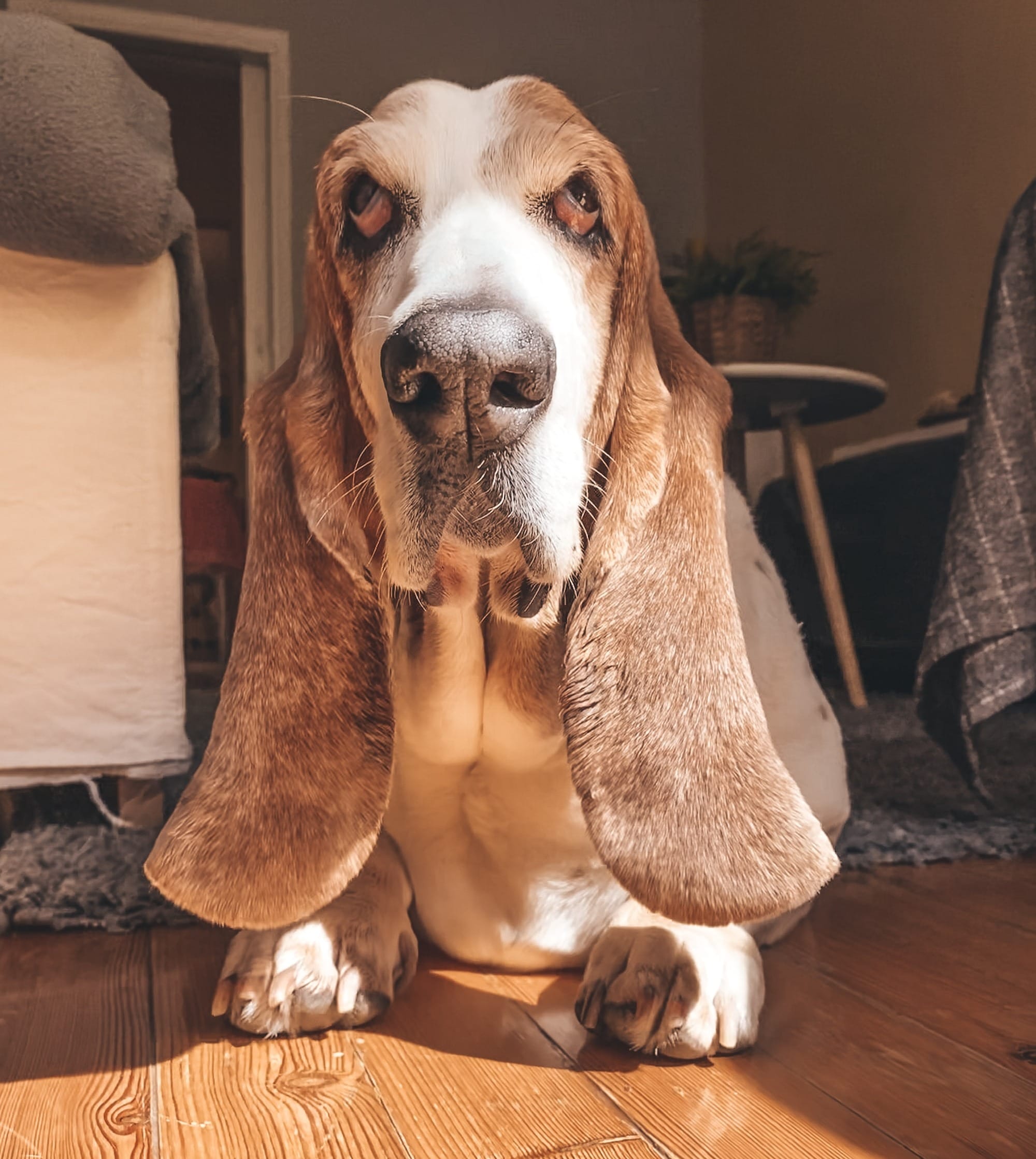 Are Basset Hounds Smart
