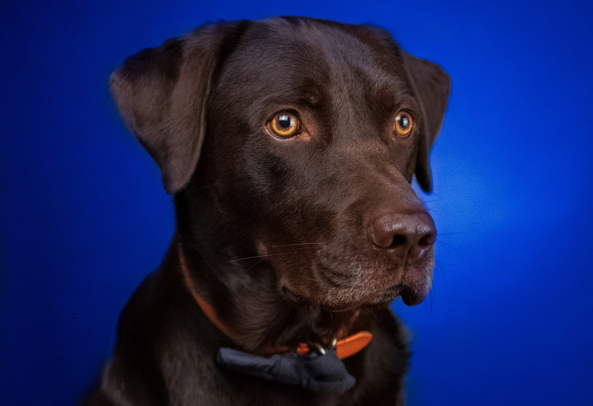 Are Chocolate Labs Good Family Dogs