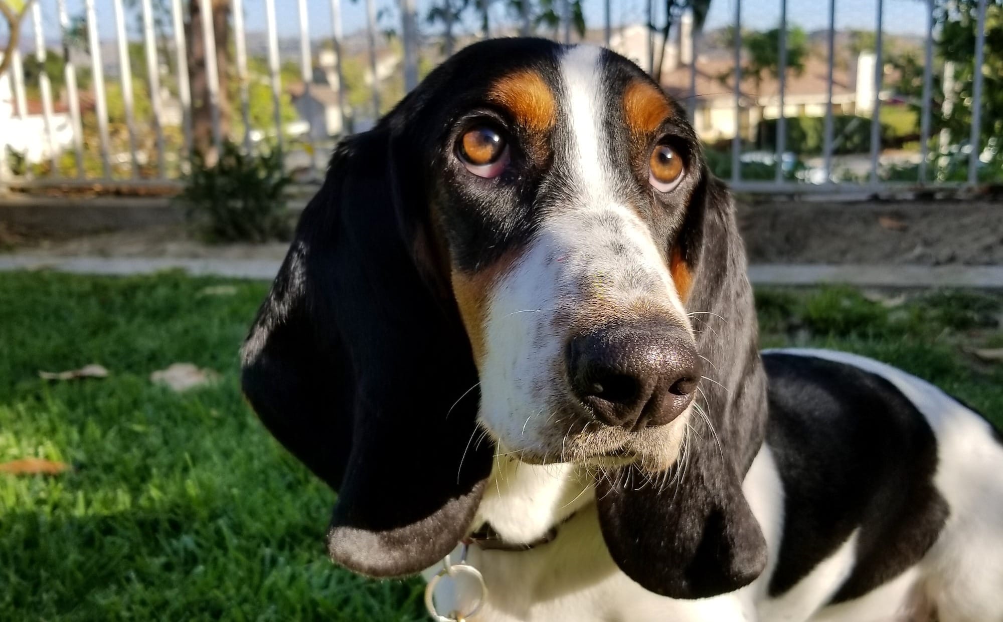 Are Basset Hounds Smart