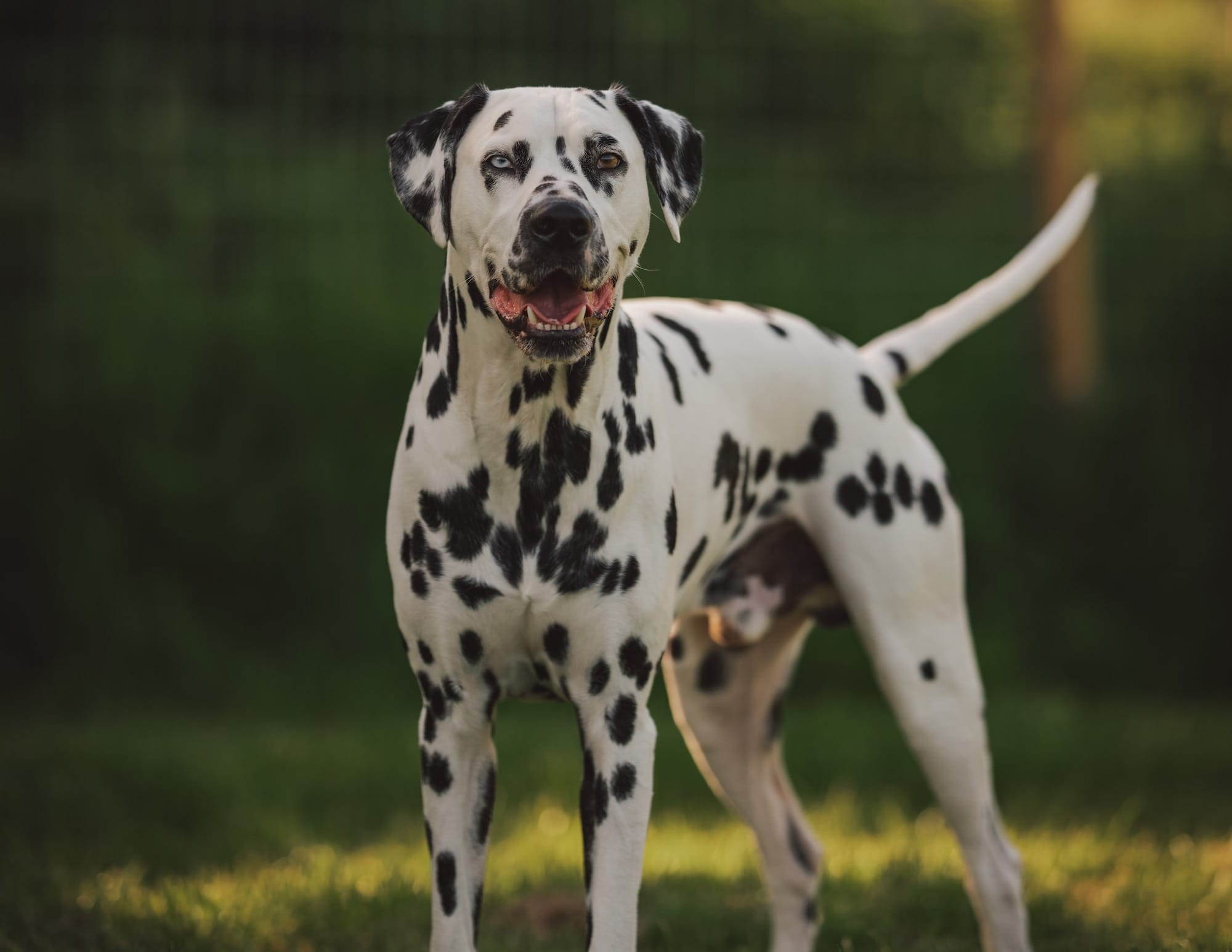 can dalmatians be left alone