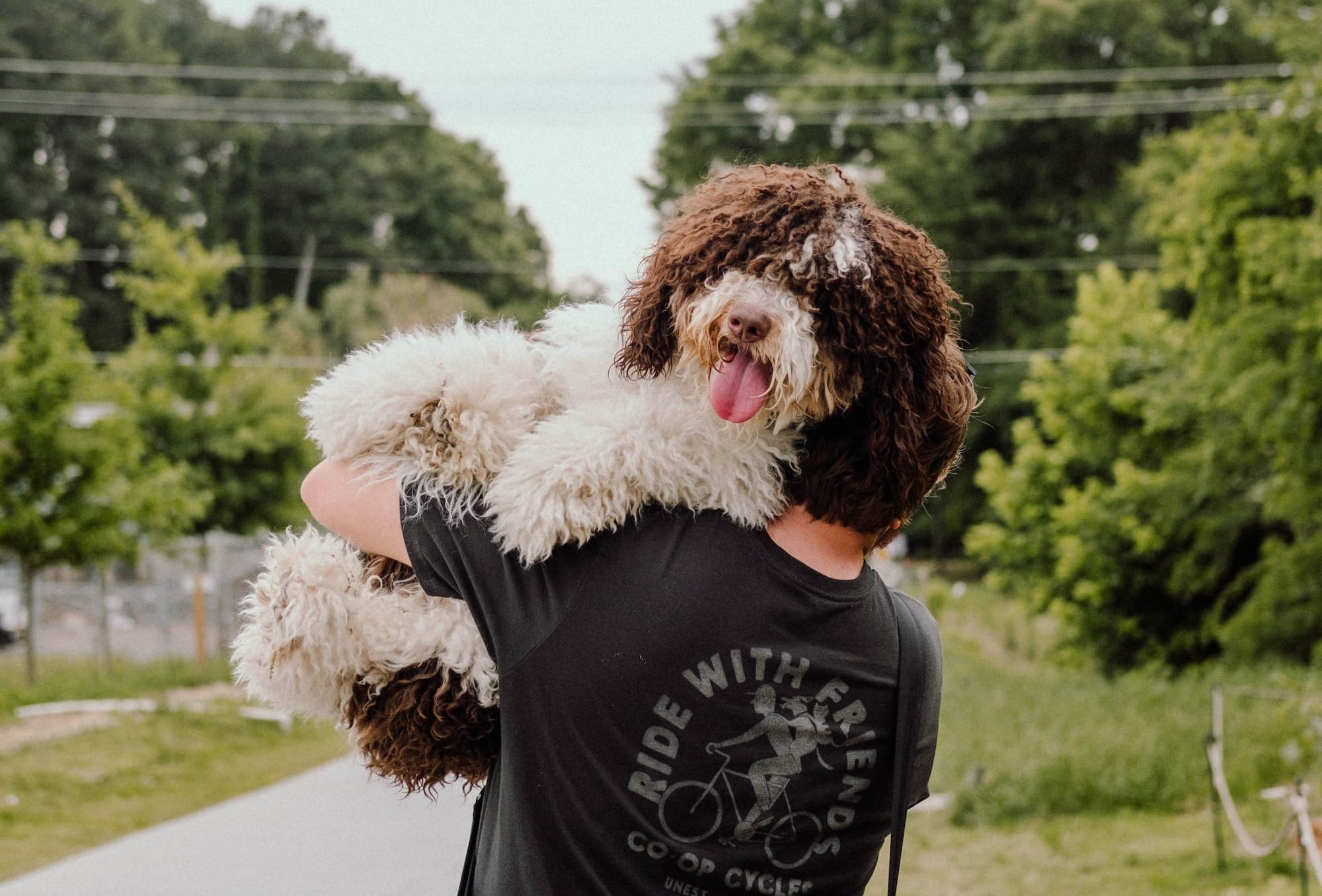 bernedoodle price