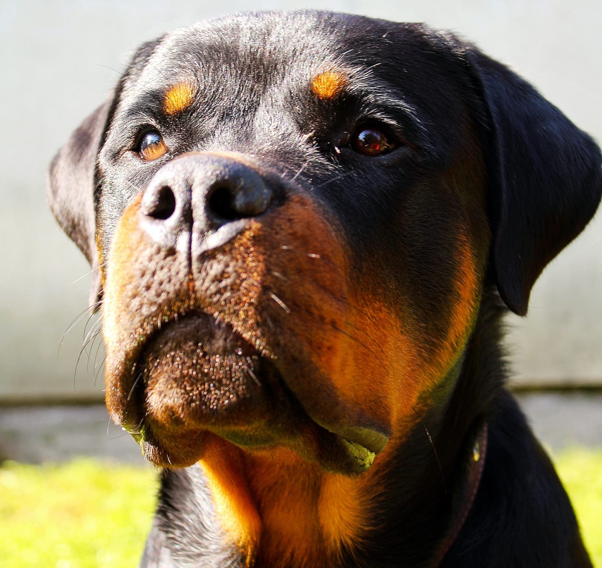 German rottweiler hot sale size