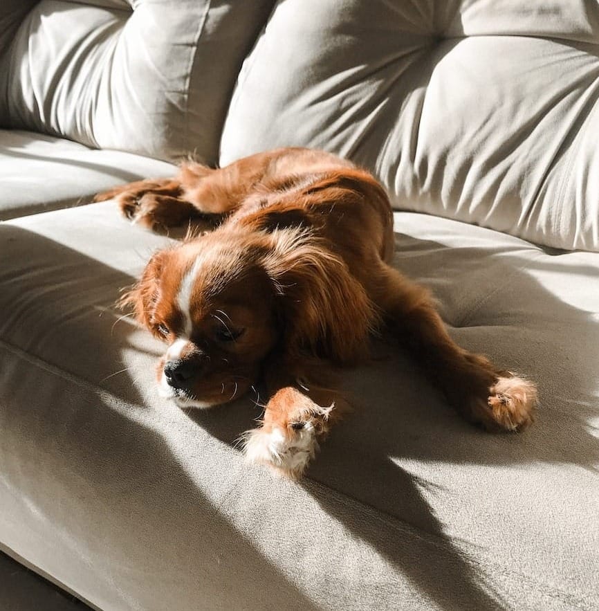 a brown dog laying on top of a couch